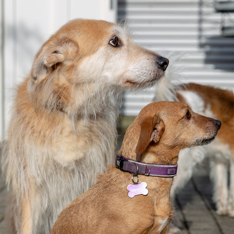 Bonnie und Stella